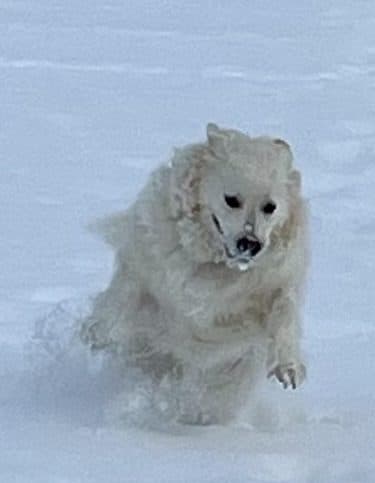 Rosie, coming at a run