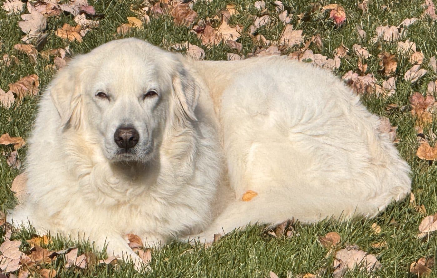 Rosie, the real one — watching