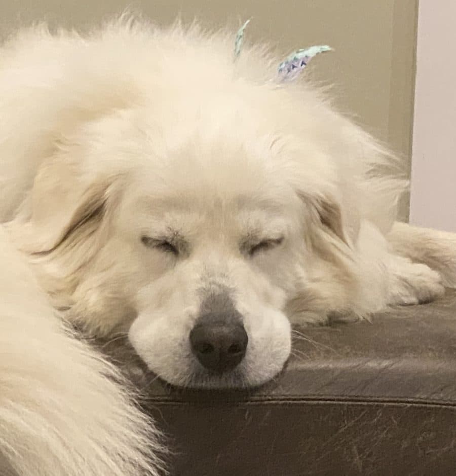 Rosie, waiting patiently
